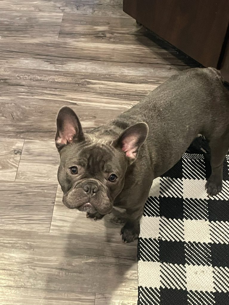 Sabashian, lost dog, French bulldog