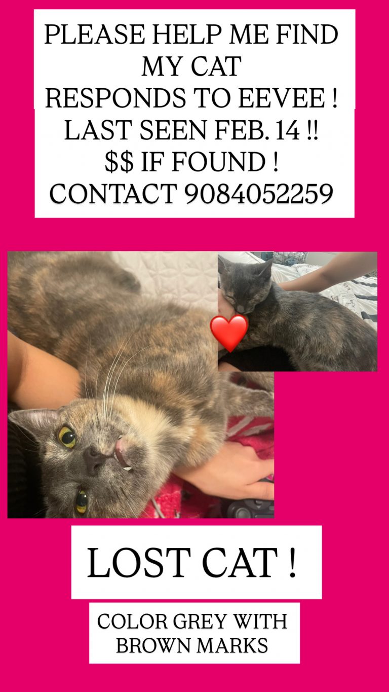 Eevee, lost cat, Dilute tortie