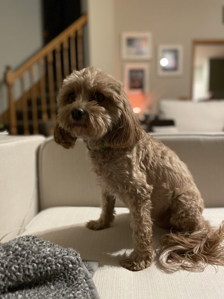 Maisy, lost dog, Cavapoo