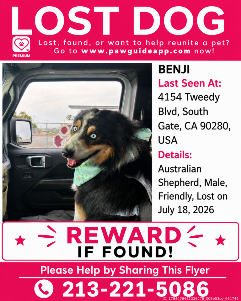 Benji, lost dog, Australian shepherd