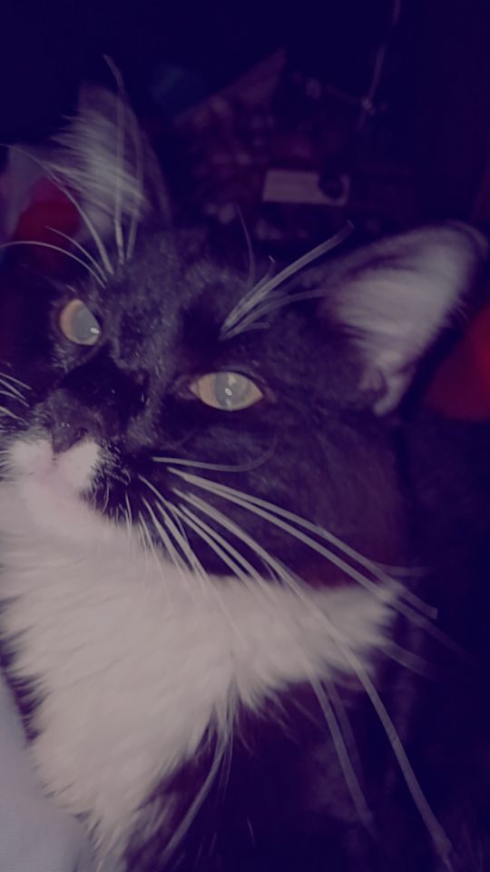 Poe, lost cat, Tuxedo