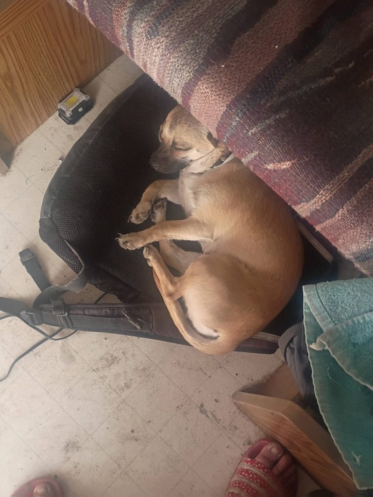 Chiquita, lost dog, Chihuahua