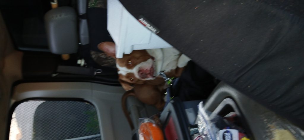 Stonie, lost dog, Red nose pit bull