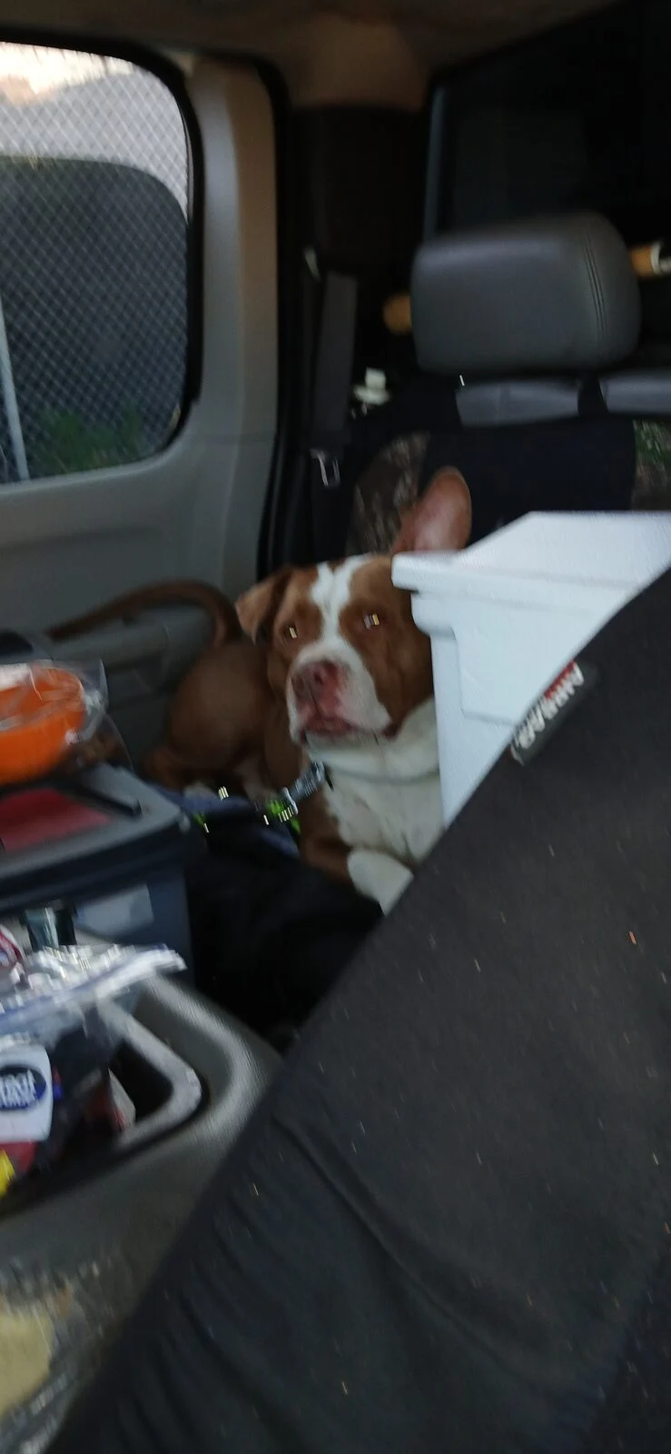 Stonie, lost dog, Red nose pit bull