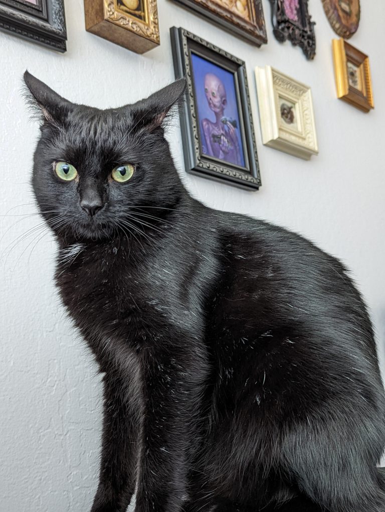 Lil Guy / Cincau, lost cat, Dsh