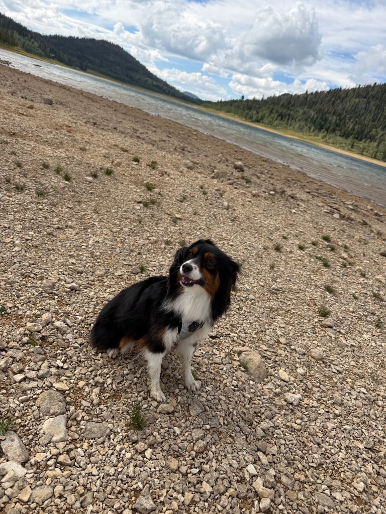 Dixie, lost dog, Toy Australian Shepherd