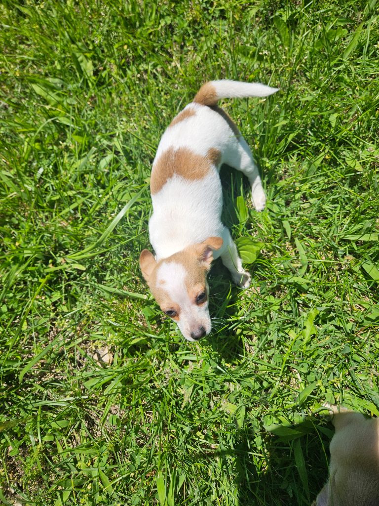 Meadow, lost dog, Chihuahua