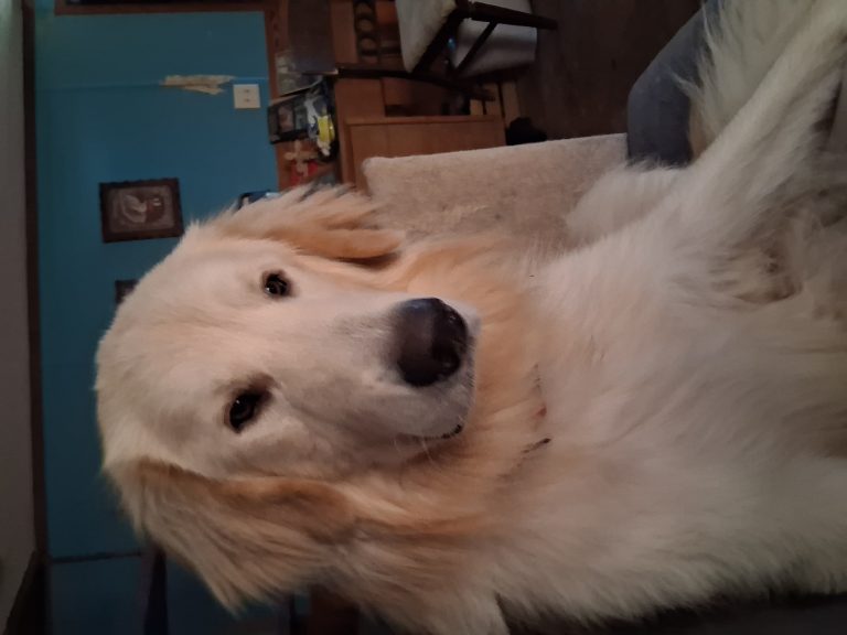 Casper, lost dog, Great pryenee