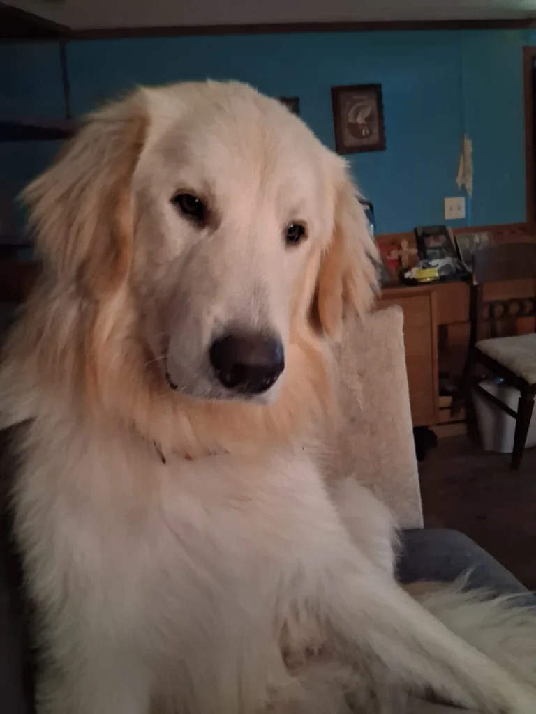 Casper, lost dog, Great pryenee