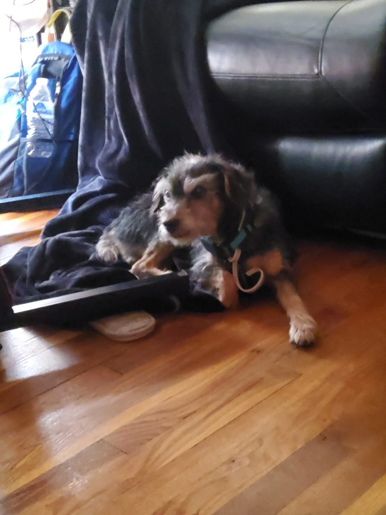 Nasir, lost dog, Jack-russell mix