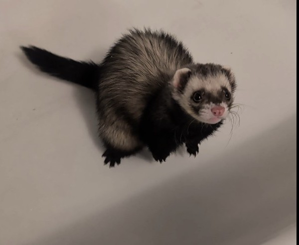 Meatball, lost other, Ferret