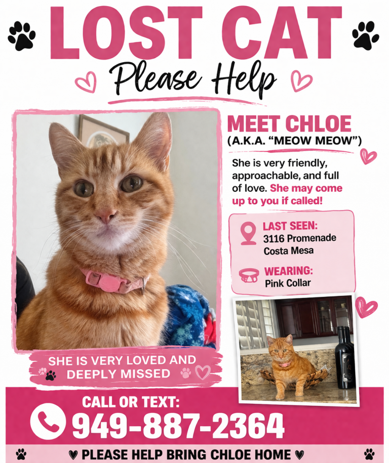 Chloe, lost cat, Tabby