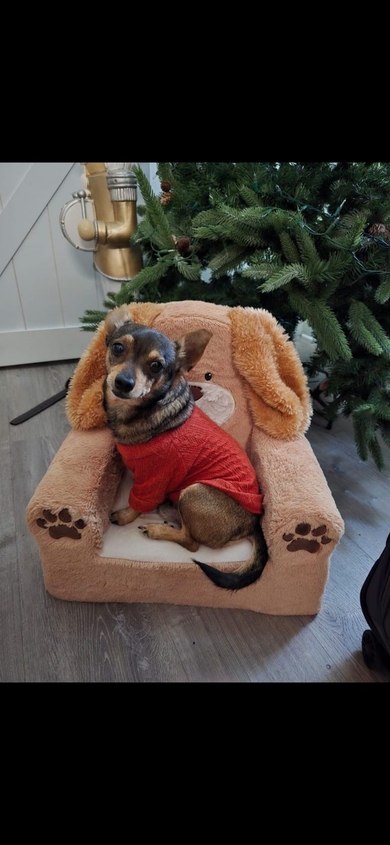 Perry, lost dog, Chi-terrier