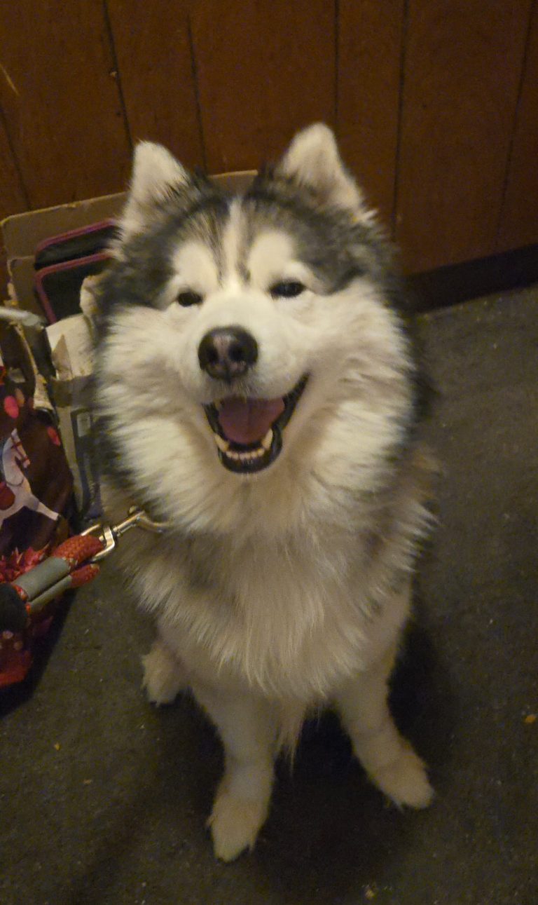 ROYCE, lost dog, Pomski
