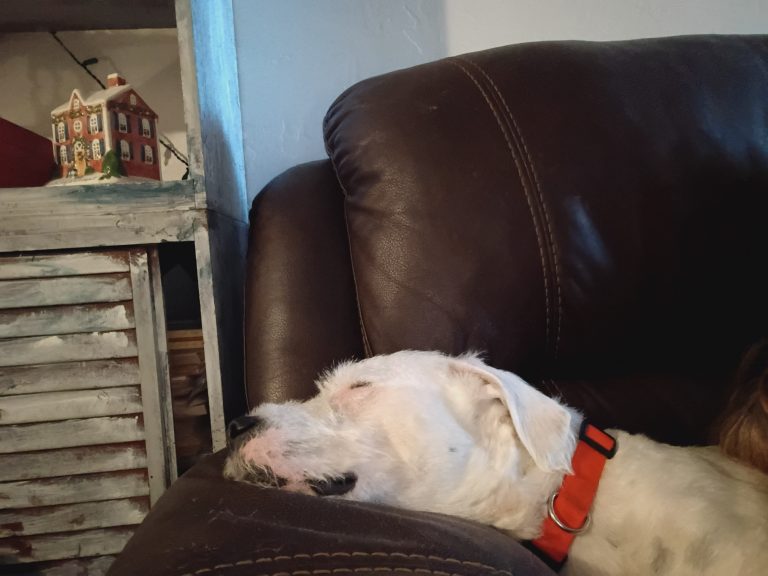 Benji, lost dog, Wirehair  terrior