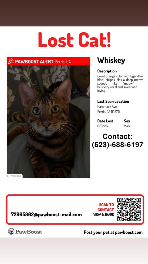 Enzo, lost cat, Bengal