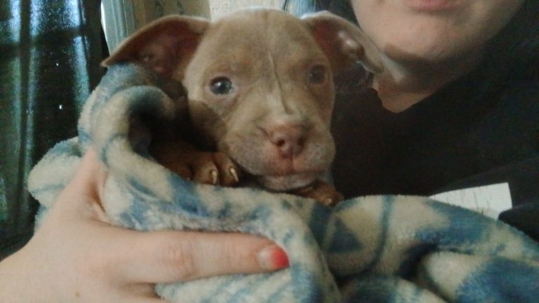 Bentley, lost dog, American Pitt terrier