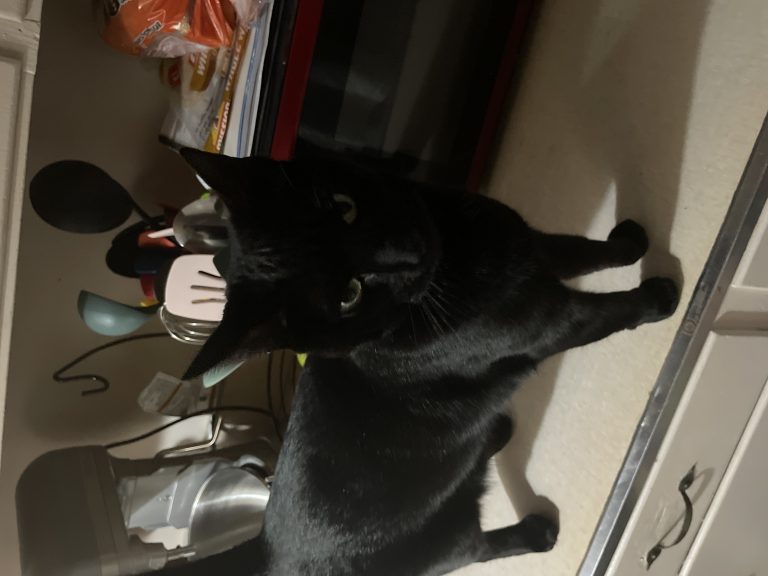 Luna Or Tuna, lost cat, Unknown