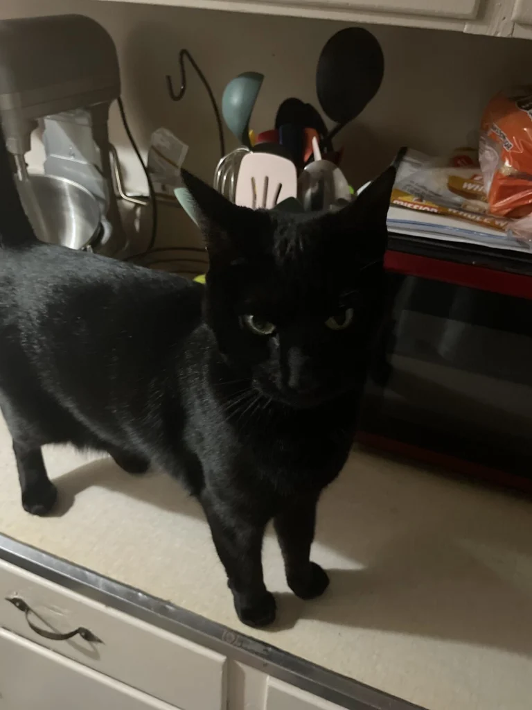 Luna Or Tuna, lost cat, Unknown