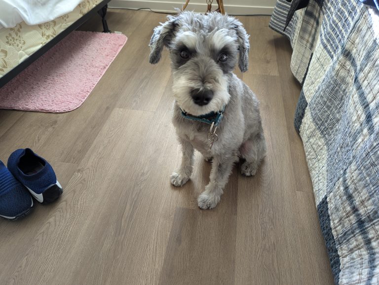 Bear, lost dog, Schnauzer