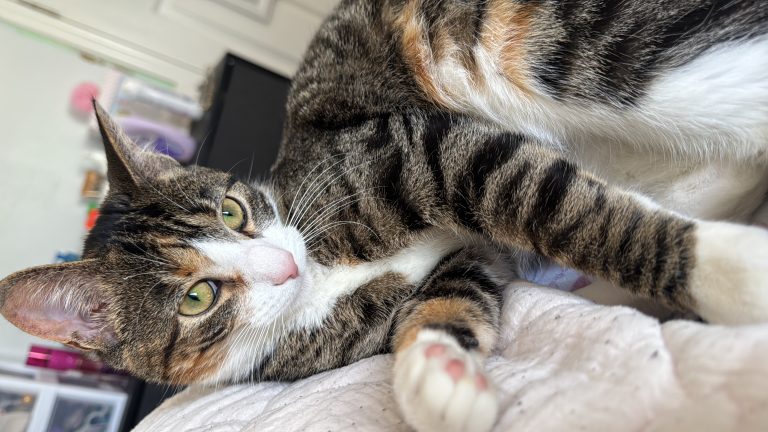 Lilo, lost cat, (tabby with yellow, gray, black spots and white)