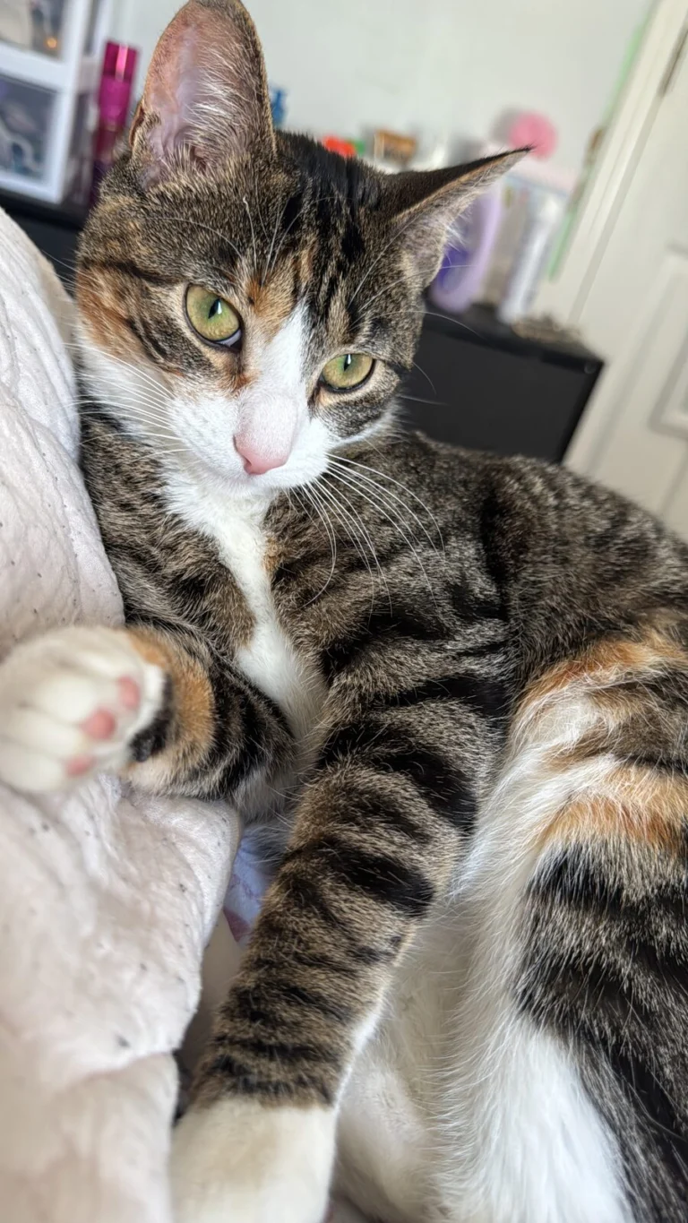 Lilo, lost cat, (tabby with yellow, gray, black spots and white)