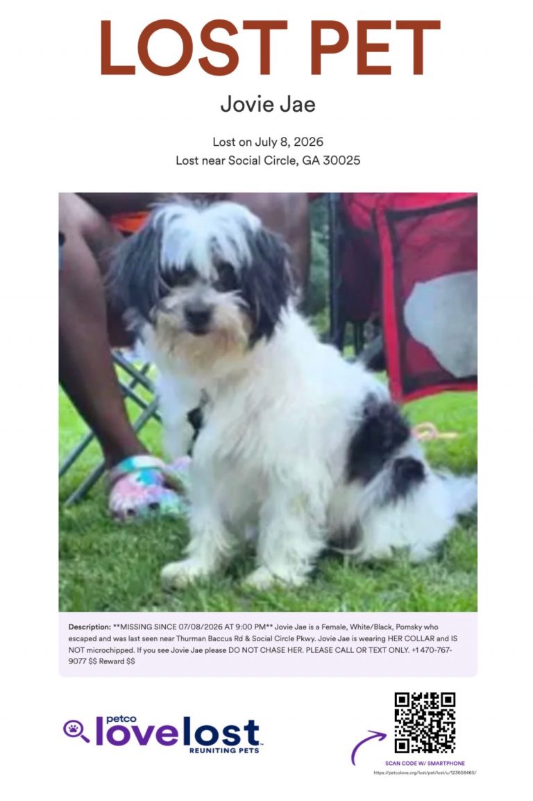 Jovie Jay, lost dog, Pomeranian poodle