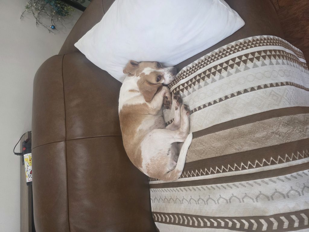 Bella, lost dog, Lemon beagle
