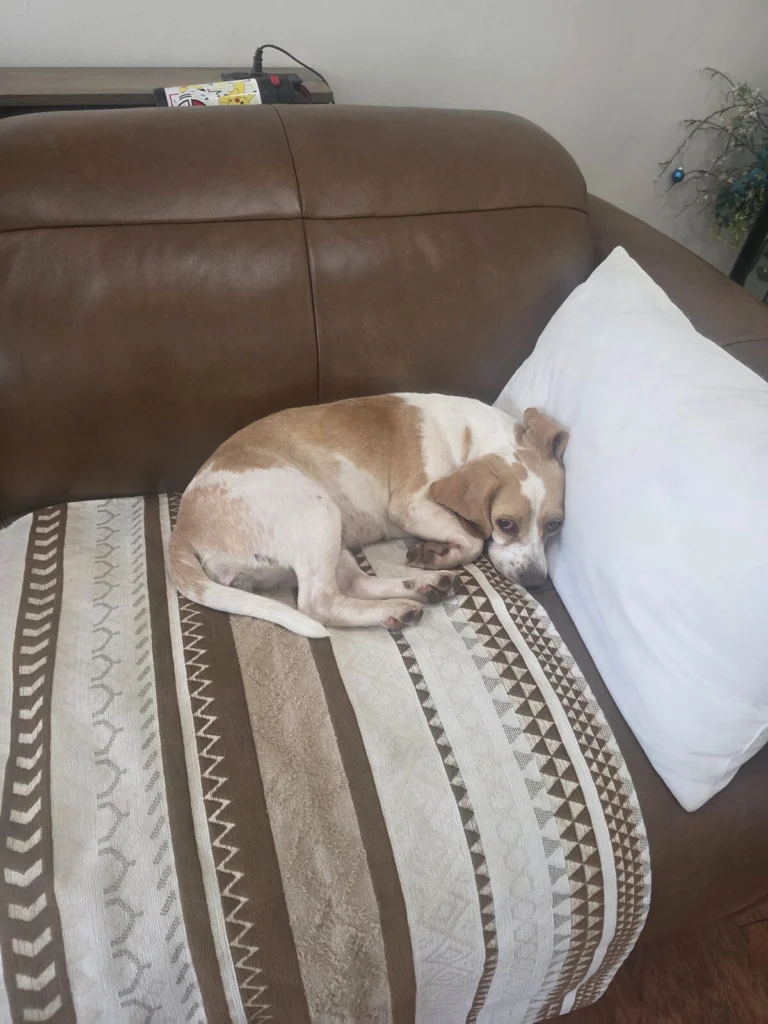 Bella, lost dog, Lemon beagle