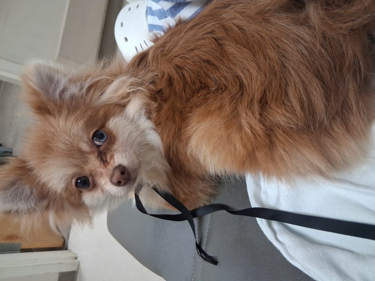 Lobo, lost dog, Pomeranian