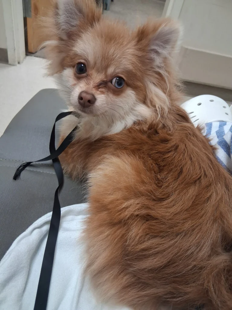 Lobo, lost dog, Pomeranian