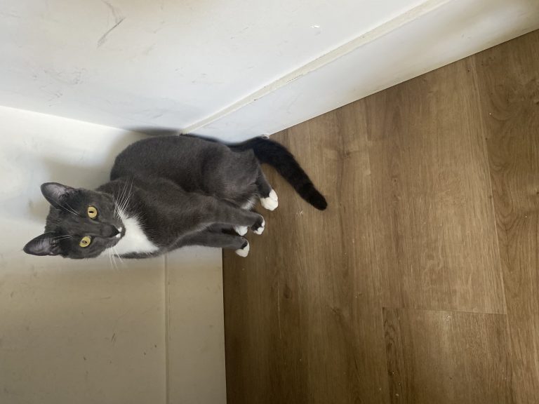 Old Deut, lost cat, Russian Blue Mix