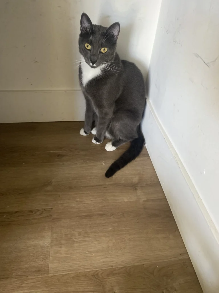 Old Deut, lost cat, Russian Blue Mix