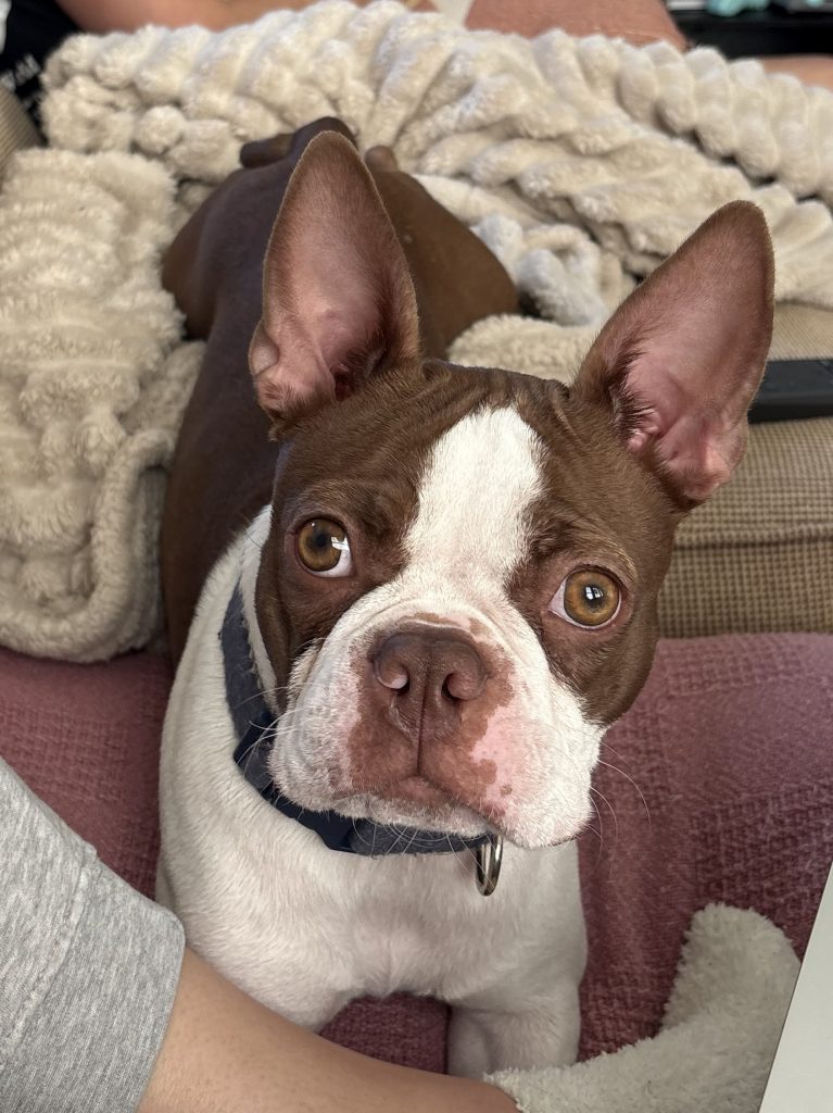 Lottie, lost dog, Boston Terrier