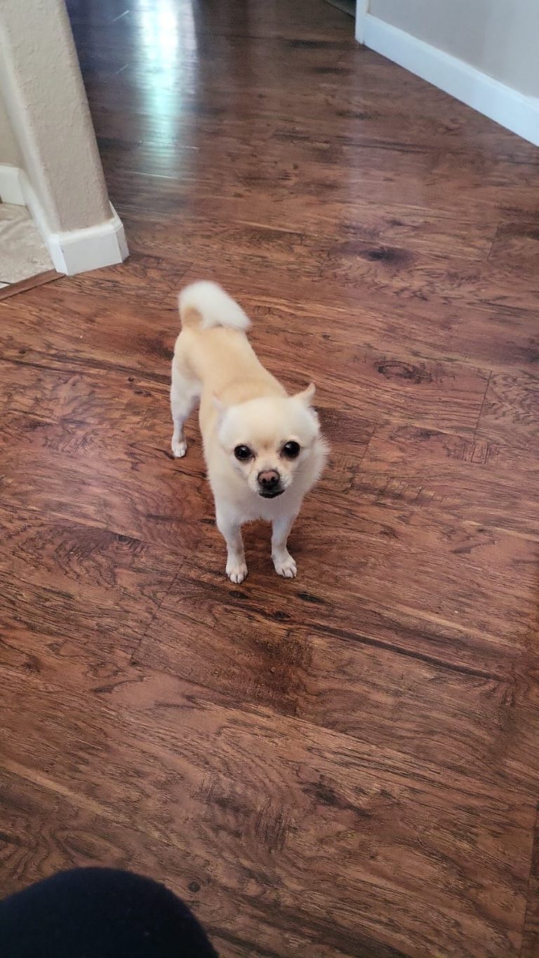 Coco, lost dog, Pomeranian mixed with teacup Chihuahua