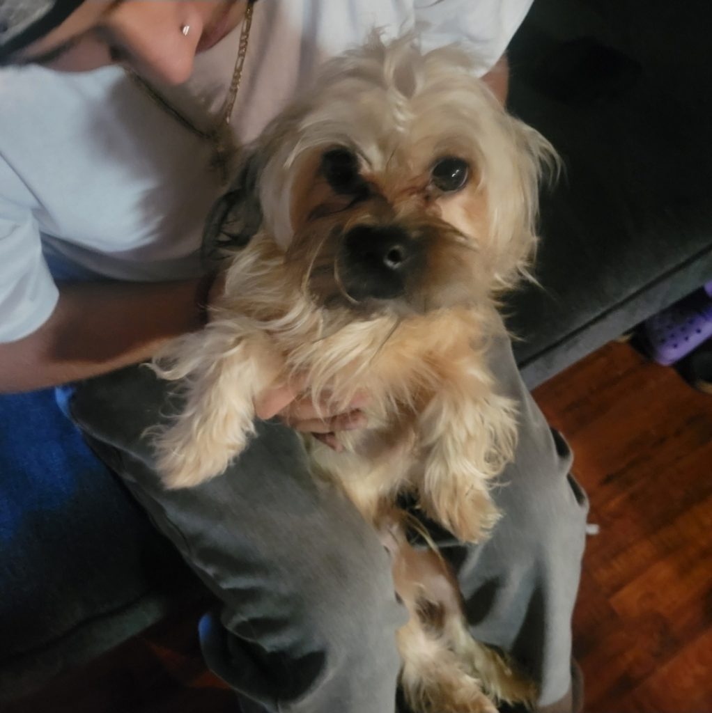 Dobby, lost dog, Mixed Yorkie and Chihuahua