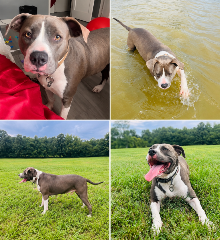 Aisha, lost dog, Pitbull blue