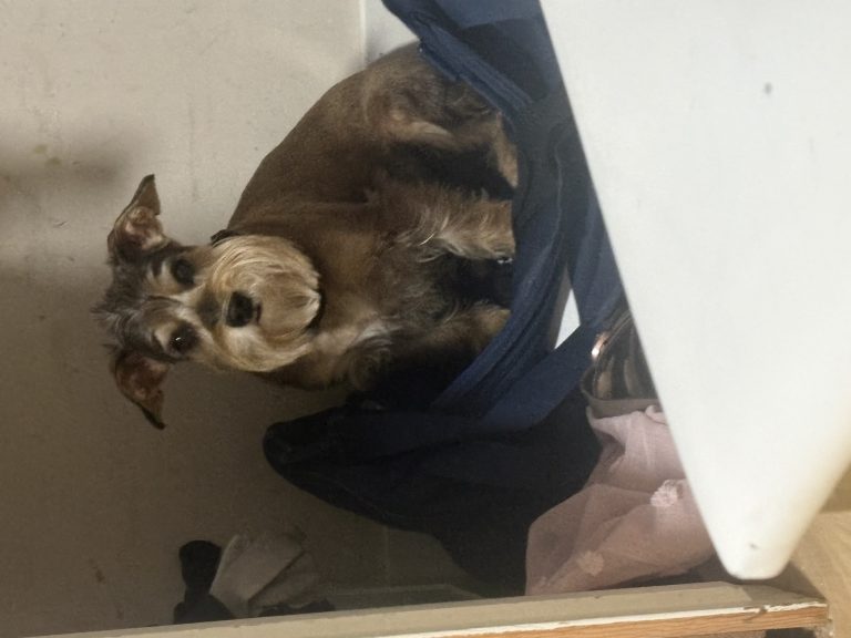 Roscoe, lost dog, Chaucer/yorkie