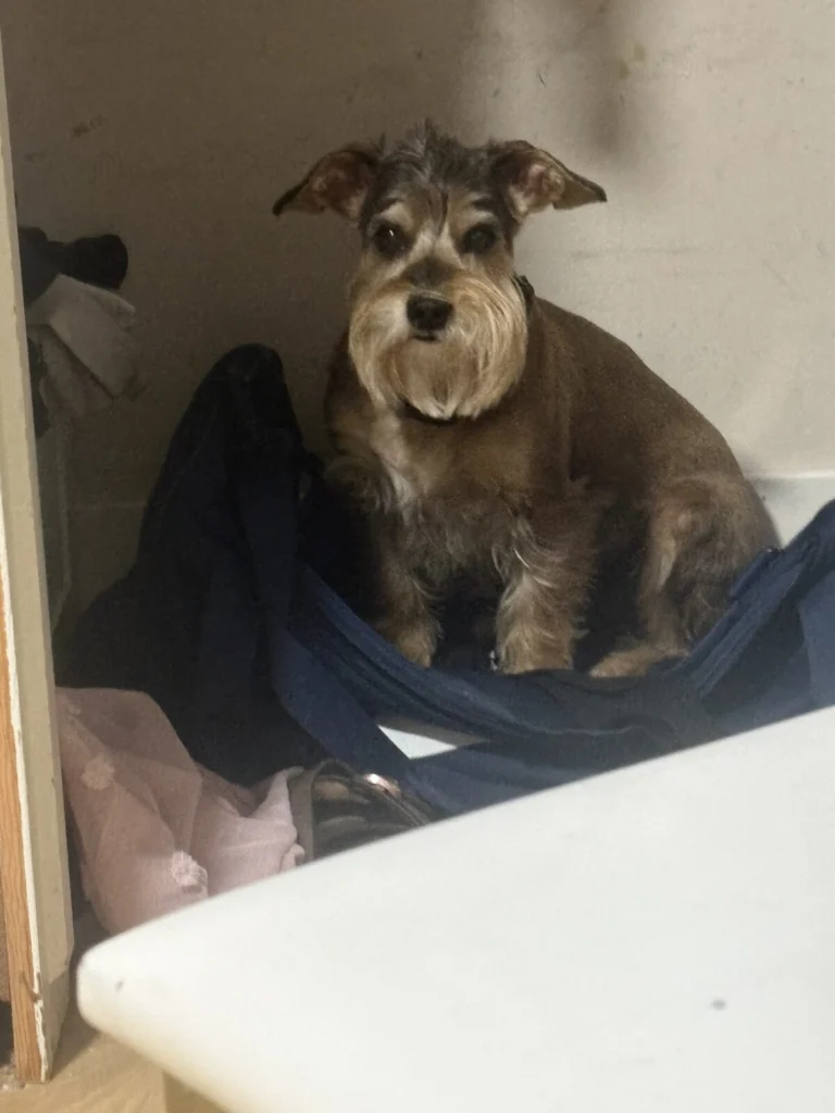 Roscoe, lost dog, Chaucer/yorkie