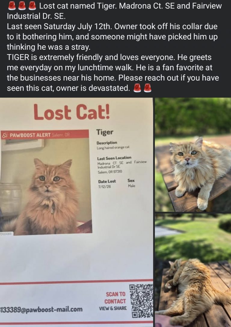 Tiger, lost cat, Longhair