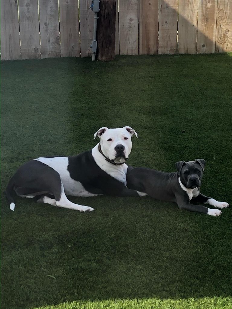 Tank And Odin, lost dog, Blue Nose Pitbulls