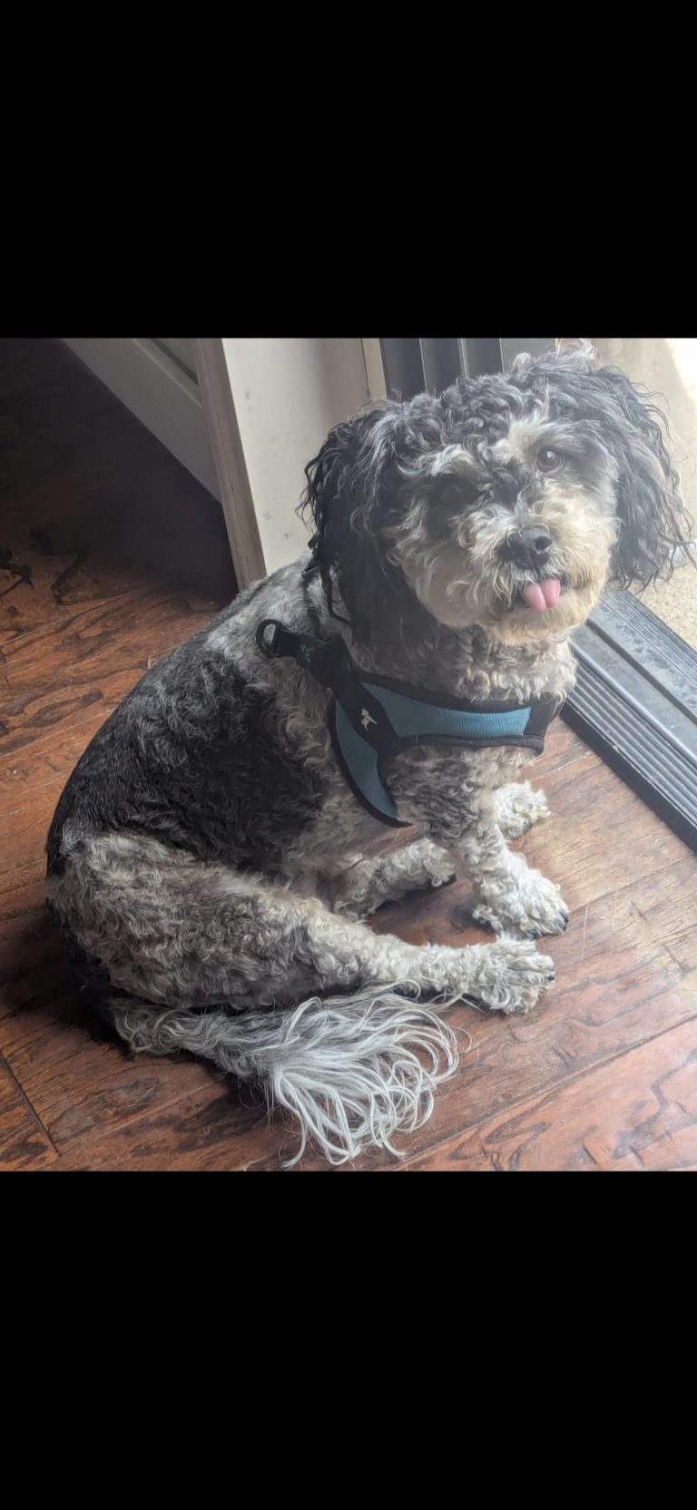 Hugo, lost dog, Shih Tzu