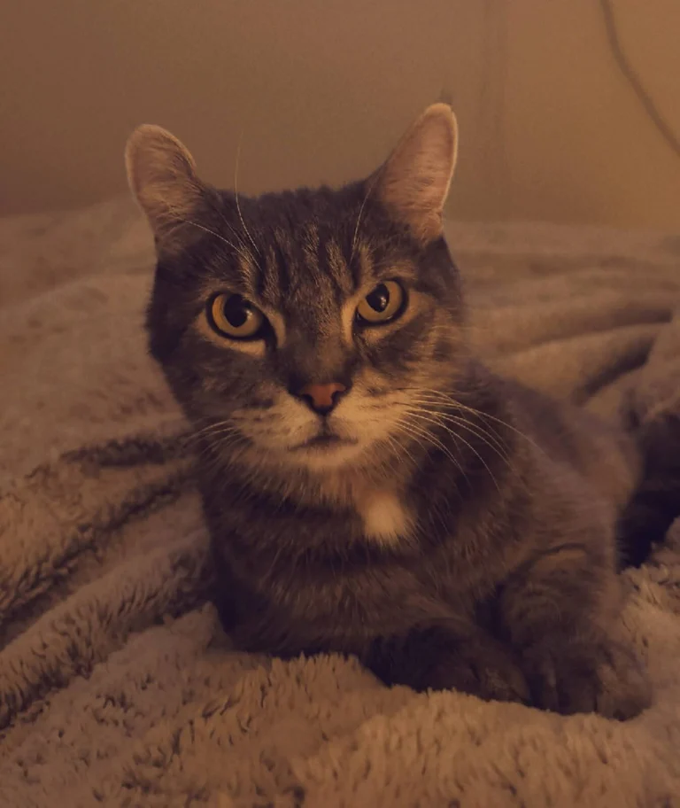 Leo, lost cat, Unknown