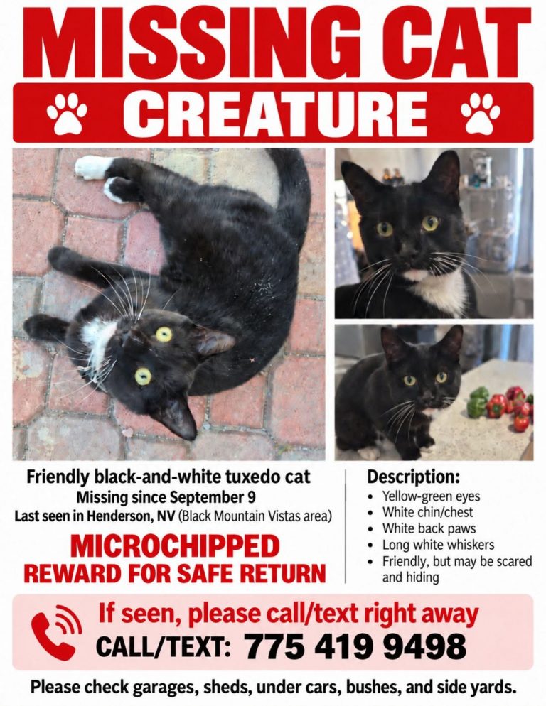 Creature, lost cat, Domestic Shorthair