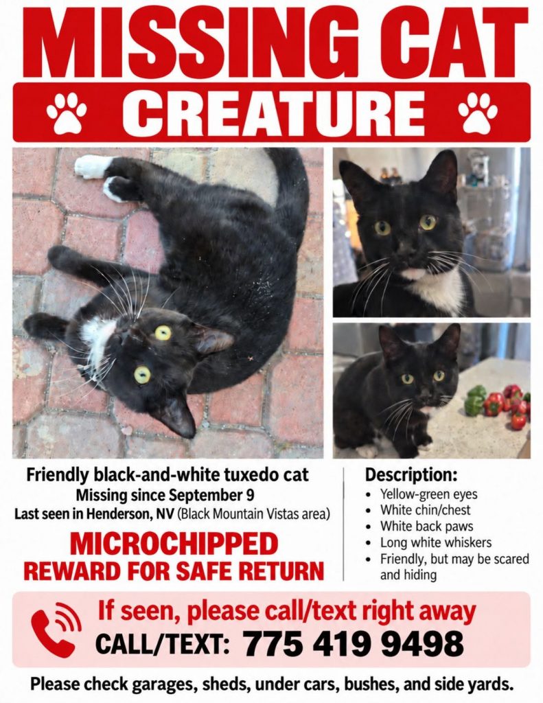 Creature, lost cat, Domestic Shorthair