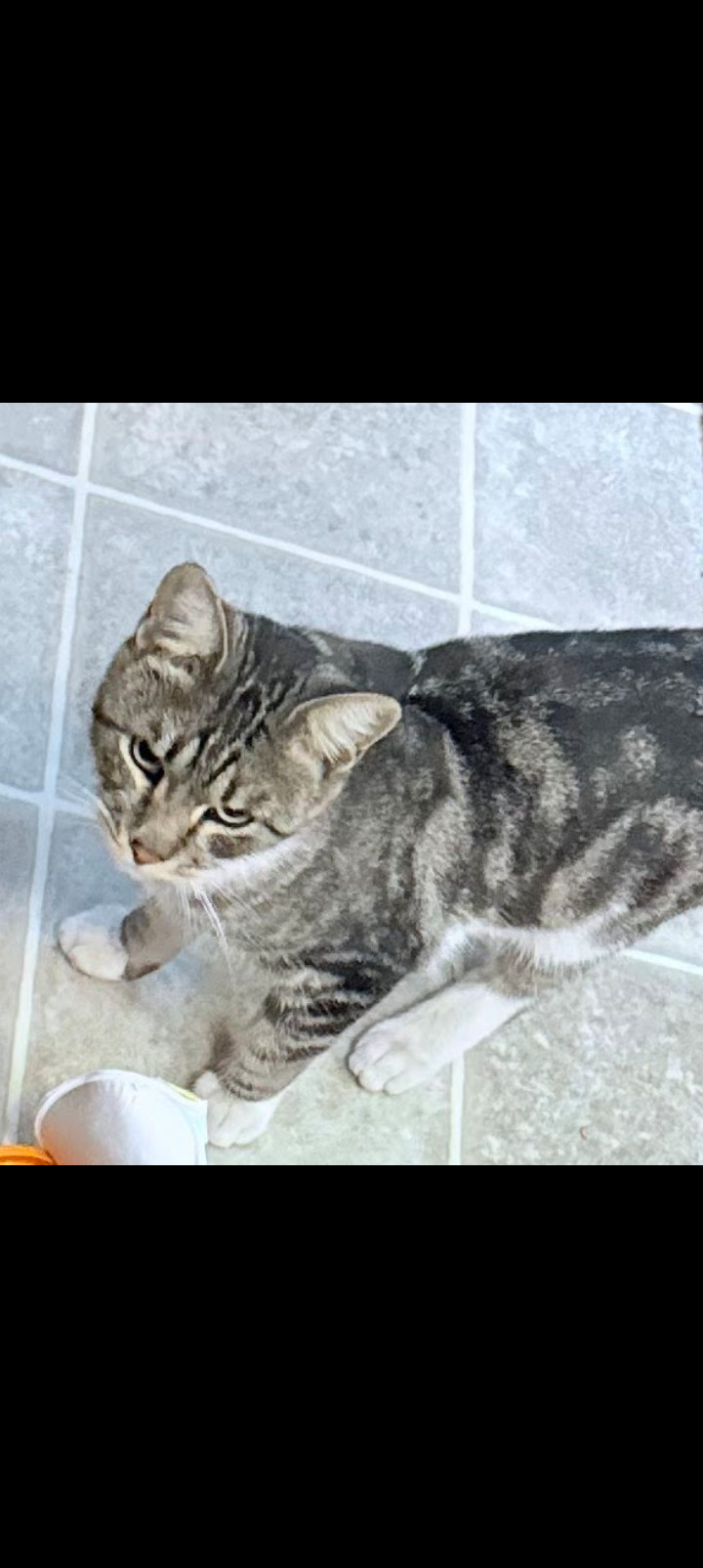 Flaco, lost cat, Cat