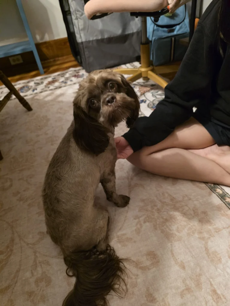 Willow, lost dog, Cocapoo