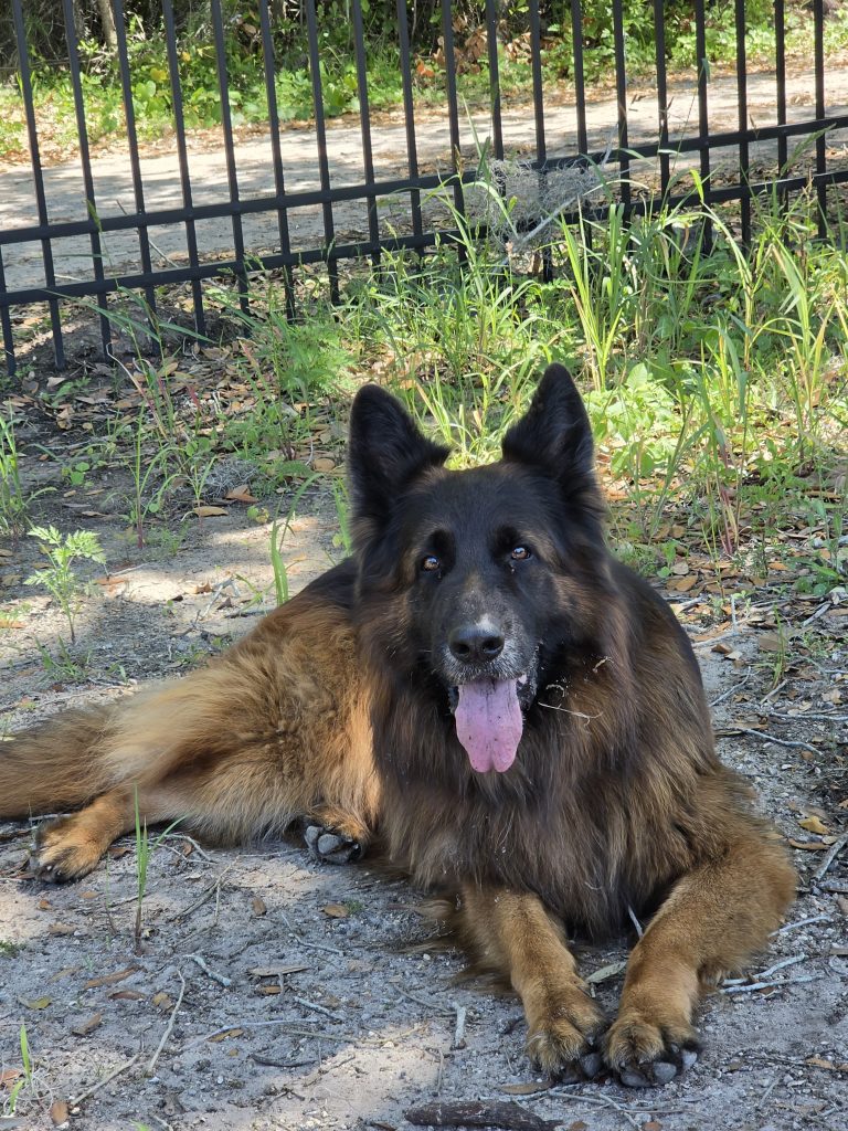 Leo, lost dog, German Shephard