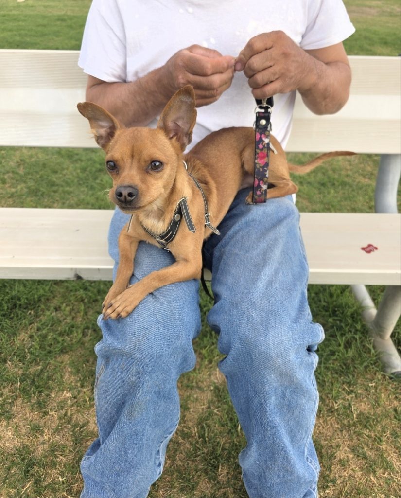 Pumba, lost dog, Chihuahua