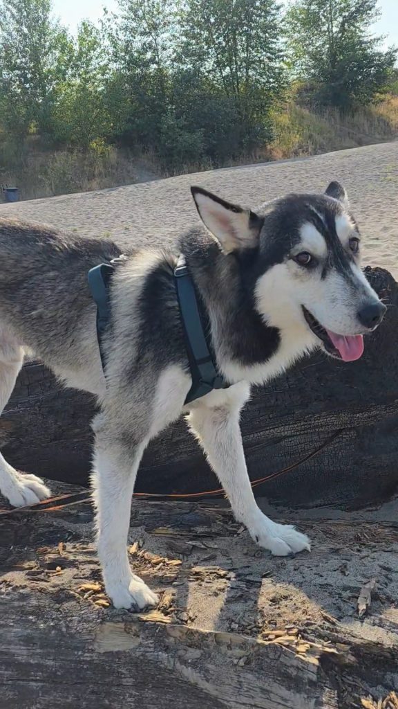Mox, lost dog, Husky